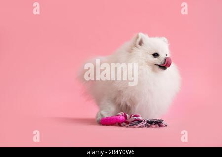 Porträt eines süßen flauschigen pommerischen Welpen. Ein kleiner lächelnder Hund steht auf einem trendigen pinken Hintergrund und leckt seine Nase mit der Zunge. Stockfoto