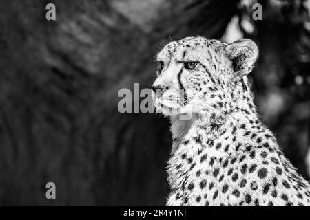 Porträt eines Geparden. Nahaufnahme der großen Katze und des schnellsten Landtieres. . Schwarzweißbild. Stockfoto