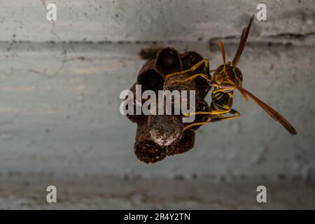 Kleine Wespe aus nächster Nähe. Stockfoto