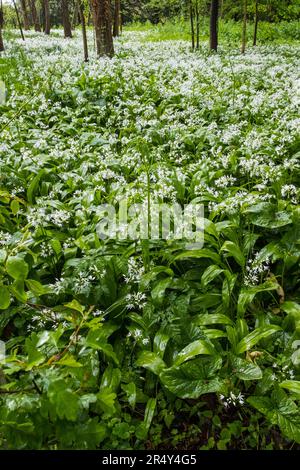 Ransons, wilder Knoblauch, Allium-Ursinum, wächst in einem Suffolk, Großbritannien, Holz. Stockfoto