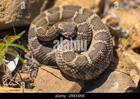 Westliche Klapperschlange. Emigrant Lake, Ashland, Oregon Stockfoto