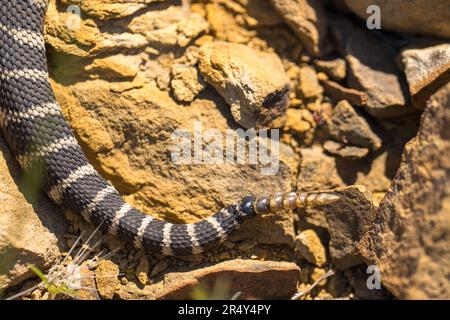 Westliche Klapperschlange. Emigrant Lake, Ashland, Oregon Stockfoto