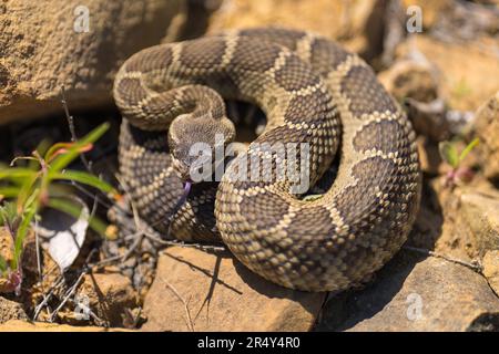 Westliche Klapperschlange. Emigrant Lake, Ashland, Oregon Stockfoto