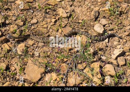 Westliche Klapperschlange. Emigrant Lake, Ashland, Oregon Stockfoto