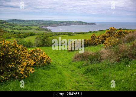 Ein Blick von Ravenscar in Richtung Robin Hoods Bay entlang des Cleveland Way, North Yorkshire, Großbritannien Stockfoto