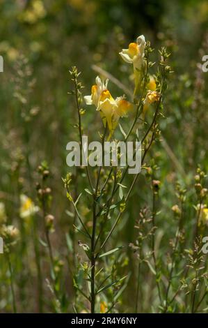 Gewöhnlicher Toadflax, auch bekannt als Butter and Eggs (Linaria vulgaris) auf Mt. Falcon, Indian Hills, Colorado Stockfoto