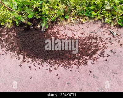 Nahaufnahme von Ameisen auf dem Bürgersteig. Stockfoto