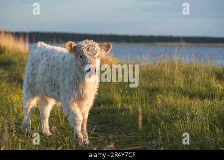 Porträt von Galloway-Kalb Stockfoto