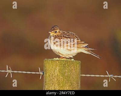 Porträt einer eurasischen Skylark (Alauda arvensis) auf Zaunpfahl mit Stacheldraht in Cumbria, England, Vereinigtes Königreich Stockfoto