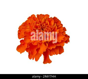 Wunderschöne orangefarbene Marigold-Blume isoliert auf weißem Hintergrund mit Schnittpfad. Tagetes erecta, mexikanische Ringelblume, Aztekische Ringelblume, afrikanische Ringelblume. Stockfoto