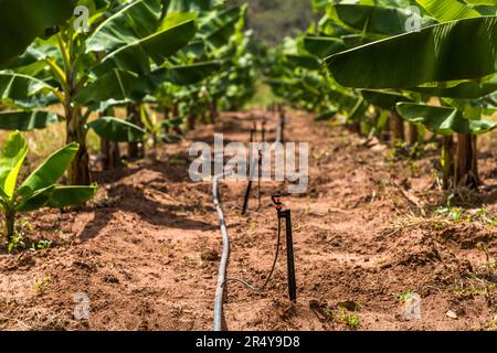 Schwarze Tropfbewässerungsleitungen verlaufen zwischen den Reihen der Nature's Gift Bananas-Farm auf dem Kumbali-Anwesen in der Nähe von Lilongwe, Malawi. Bananen benötigen viel Wasser, weshalb hier ein intelligentes Bewässerungssystem wichtig ist. Die Farm verlässt sich auf die Tropfbewässerung. Sie baute die Produktion nach der kompletten Zerstörung der Ernte durch das Bananen-Bunchy-Top-Virus im Jahr 2016 wieder auf. Stockfoto