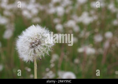 Nahaufnahme eines weißen, reifen Löwenzahns auf einem Grashintergrund. Stockfoto