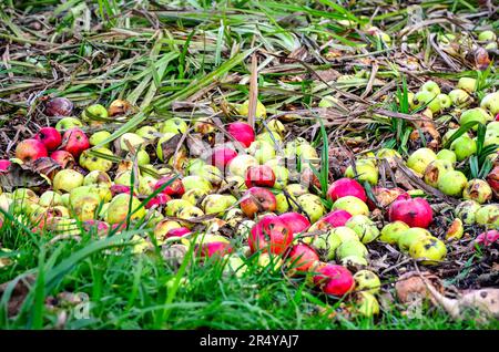 Faule Äpfel im grünen Gras. Verdorbene Äpfel auf dem Gras im Wald. Stockfoto