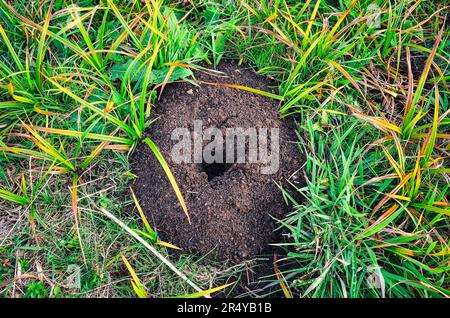 Maulwurf Hügel im Feld mit grünen Rasen im Hintergrund. Stockfoto