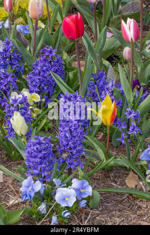 Farbenfrohe blühende Blumen während der Lewes Tulpenfeier in Lewes, Delaware Stockfoto