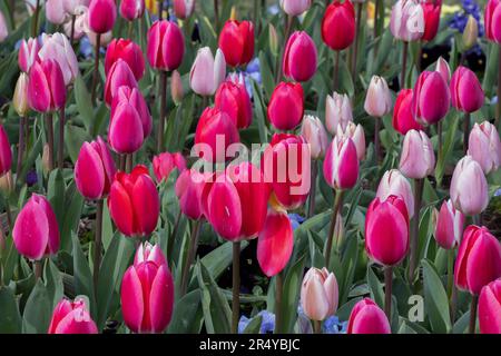 Farbenfrohe blühende Blumen während der Lewes Tulpenfeier in Lewes, Delaware Stockfoto