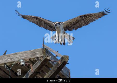 Fischadler (Pandion haliaetus) landen auf einem Nest, Lewes, Delaware Stockfoto