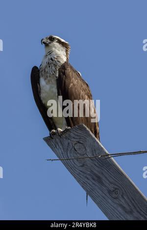 Osprey (Pandion haliaetus) an Bord, Lewes, Delaware Stockfoto