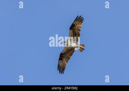 Osprey (Pandion haliaetus) im Flug, Lewes, Delaware Stockfoto