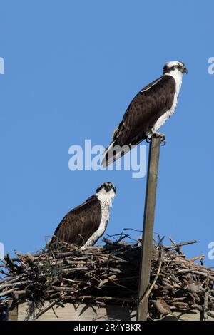 Ein Paar Zuchtadler (Pandion haliaetus) auf einem Nest, Lewes, Delaware Stockfoto