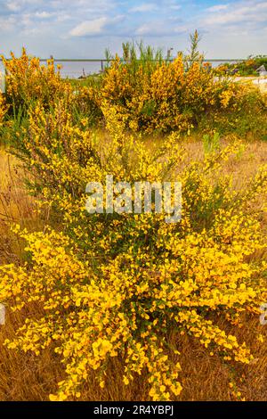 Schottischer Besen im Garry Point Park in Steveston, British Columbia, Kanada Stockfoto