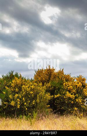 Schottischer Besen im Garry Point Park in Steveston, British Columbia, Kanada Stockfoto