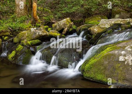 Moosbedeckte Felsen entlang des Roaring Fork im Frühjahr, Great Smoky Mountains National Park, Tennessee Stockfoto