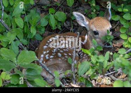 Neugeborenes Rehkitz mit Flecken, Lewes, Delaware Stockfoto