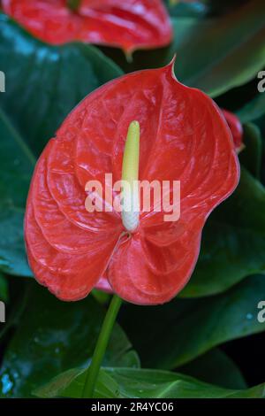 Blühendes Anthurium im Conservatory in Longwood Gardens, Kennett Square, Pennsylvania Stockfoto