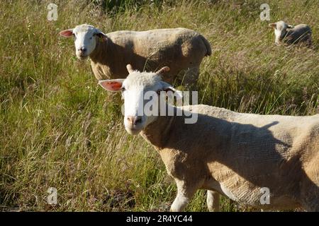 3 neugierige Schafe auf einer grünen Weide, ihre rasierten Körper zeigen Muster von kürzlichen Scheren, Blick in die Kamera, neugierig und neugierig aussehend Stockfoto