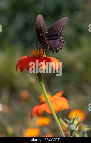 Symbiotische Beziehung von Spicebush Swallowtail (Papilio troilus) zu mexikanischer Sonnenblume (Tithonia rotundifolia), Delaware Botanic Gardens Stockfoto