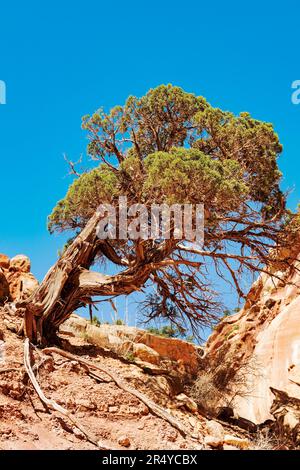 Einsamer knorriger Wacholderbaum; Capital Gorge Trail; Capital Reef National Park; Utah; USA Stockfoto