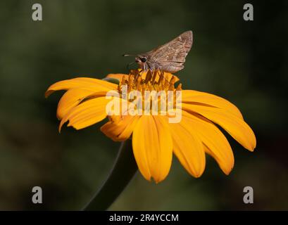 Symbiotische Beziehung der Horaces Duskywing (Erynnis Horatius) zu mexikanischer Sonnenblume (Tithonia rotundifolia), Delaware Botanic Gardens Stockfoto