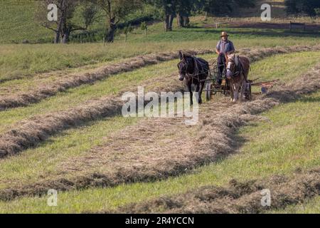 Amish harken Heu mit Pferdemaschinen, Lancaster County, Pennsylvania Stockfoto