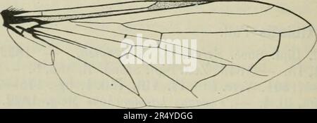 "Diptera Danica: Fliegengattungen und -Arten, die bisher in Dänemark vorkommen" (1907) Stockfoto