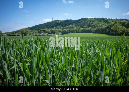 Ein weites Bild des Wrekin A Hill in Shropshire, England. In der Nähe des Gipfels des Hügels kann man den Turm der Fernmeldestation sehen. Stockfoto