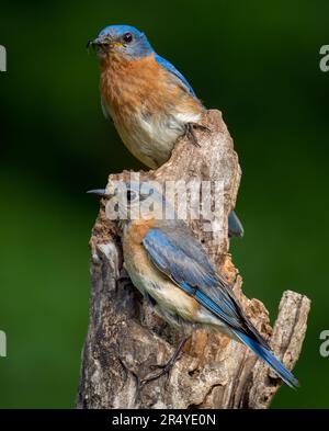 Männlicher und weiblicher blauer Vogel auf einem Stumpf. Stockfoto