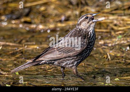 Roter Flügel-Rotschwanz (Agelaius phoeniceus) ruft Stockfoto