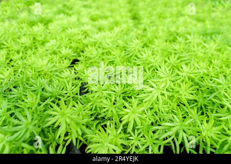 Grüne frische goldene Moos-Sedum-Textur als Hintergrund. Stockfoto