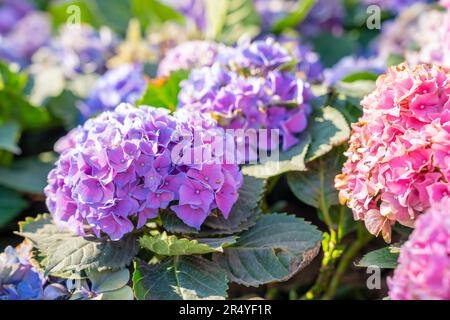 Nahaufnahme von Hydrangea (Hortensia). Wundervolle lila, blaue und rosa Blumen Stockfoto