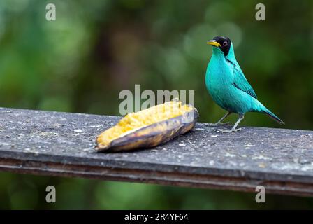 Männlicher grüner Honigkriecher (Chlorophan spiza), der Banane auf dem Feeder isst, Mindo Cloud Forest Hotel, Ecuador. Stockfoto