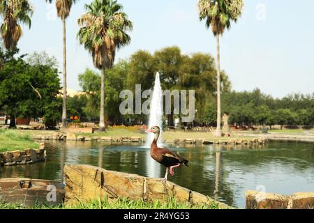 Schwarzbauch-Pfeifente in der Nähe des Teiches im Park Stockfoto