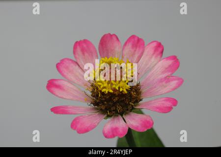 Zinnia-Blume mit farbenfrohen roten rosa Blütenblättern, Ausschnitt mit weißem Hintergrund Stockfoto