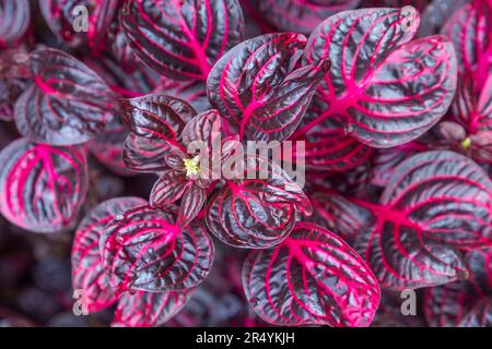 Blick von oben auf die im Garten wachsenden Iresinblüten oder Blattpflanzen. Stockfoto