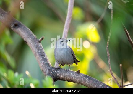 Ein grauer Katzenvogel auf einem Ast in den Sommerbüschen Floridas Stockfoto