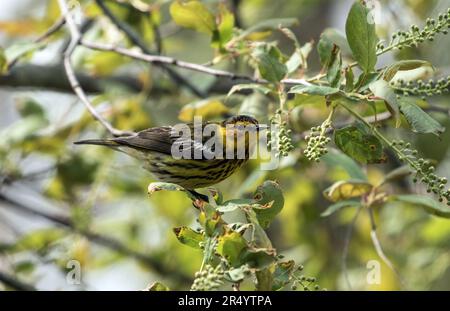 Nahaufnahme des männlichen Cape May Warbler, der während der Frühlingswanderung im blühenden Gebüsch sitzt, Ontario, Kanada Stockfoto