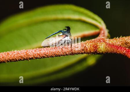 Nahaufnahme eines seltsamen Baumhammers (Hornhauttrichter) auf Baumzweig und Naturhintergrund, selektiver Fokus, Makrofoto von Insekten in der Natur. Stockfoto