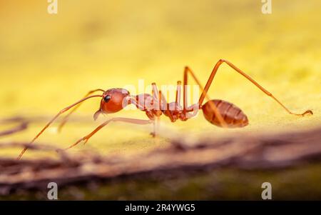 Nahaufnahme einer roten Ameise, die auf gelben Blättern in der Natur läuft, selektiver Fokus, Insektenfoto. Stockfoto