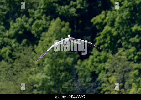 Der amerikanische weiße Pelikan (Pelecanus erythrorhynchos) im Flug Stockfoto