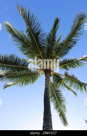 Vertikales Bild der Krone einer Palme mit hellgrünen Fronten vor einem hellblauen Himmel, Oahu. Stockfoto